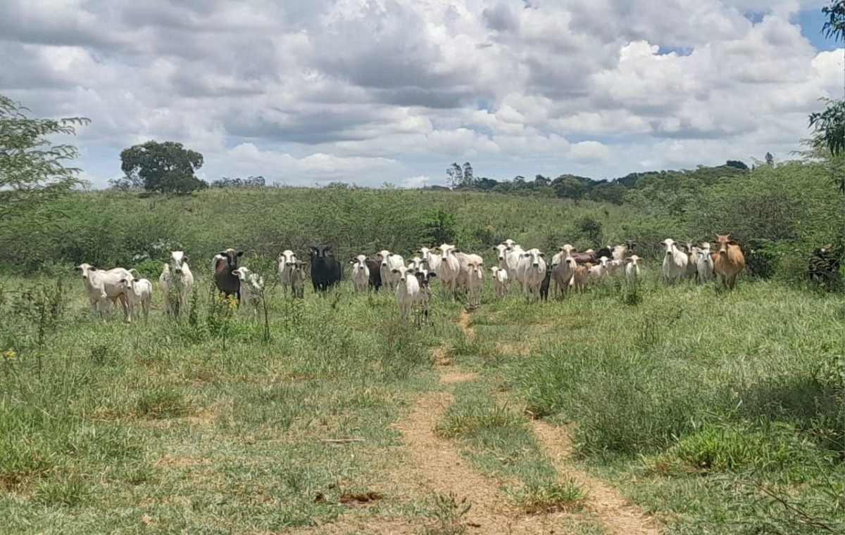 foto colorida de área degradada em Presidente Prudente; Polícia Ambiental multa em R$ 17.300 dono de fazenda em Presidente Prudente por pastoreio de bovinos em área de preservação permanente - Metrópoles