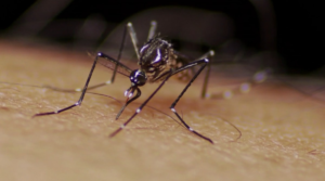Dengue: Varginha inicia distribuição de repelentes para gestantes | Sul de Minas