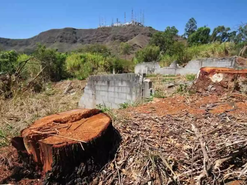 Meio Ambiente estadual reforça combate ao desmatamento em MG - Foto: reprodução