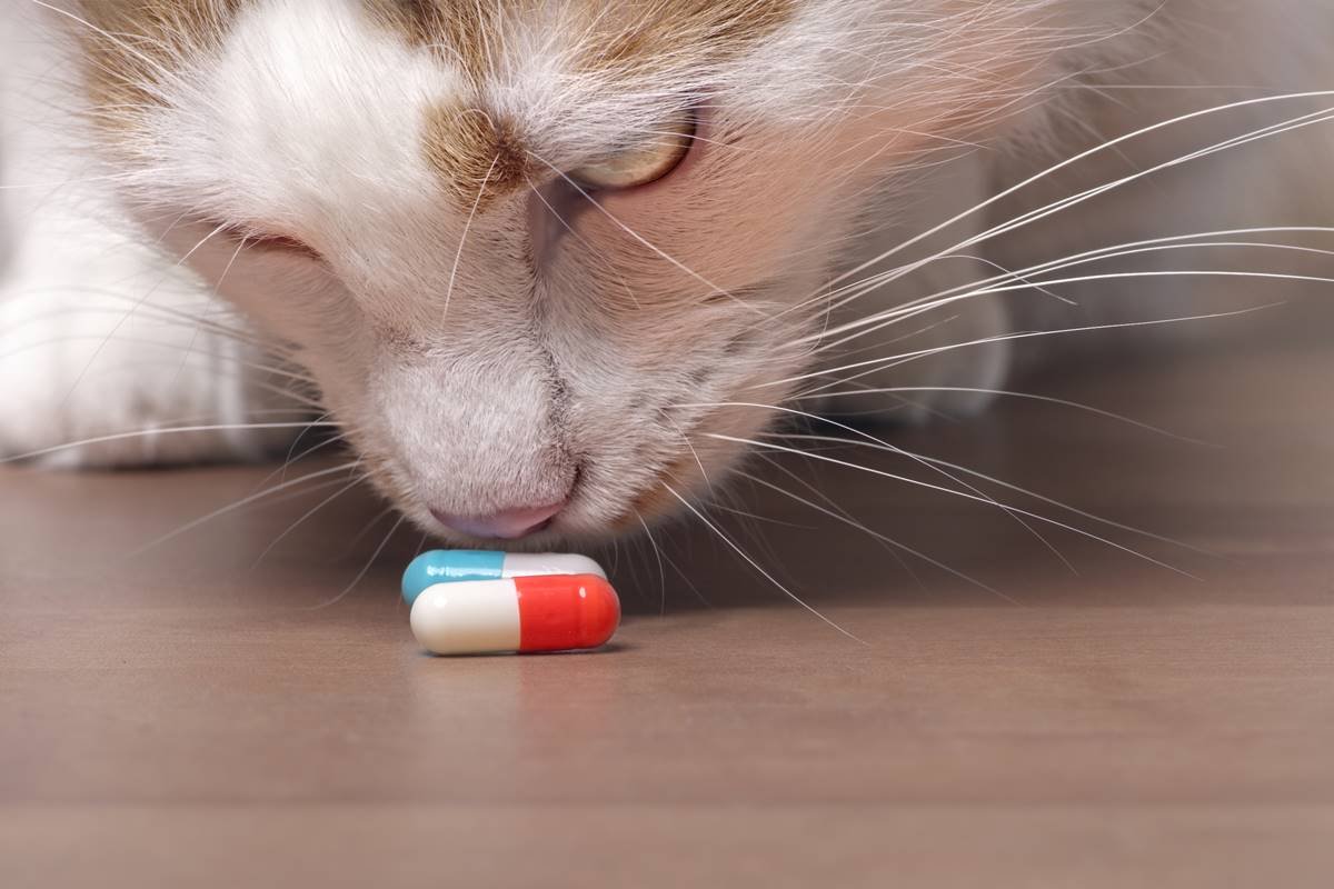 Foto colorida em close de um gato cheirando dois comprimidos no chão - Metrópoles